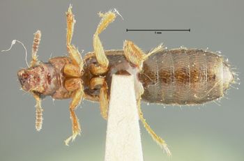 Media type: image;   Entomology 24074 Aspect: habitus ventral view